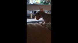 Squirrel Hides Walnut in Woman's Hand