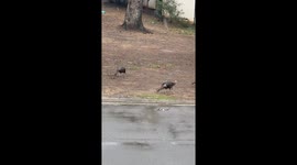 Atmospheric River Drops Heavy Rain as Turkey Walks the Slushy Street