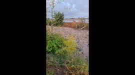 A Dog's Amazing Feat: Guiding Thousands of Ducks Home Across the River
