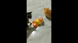 Clever cat operates food dispenser while friend waits in Hebei, China