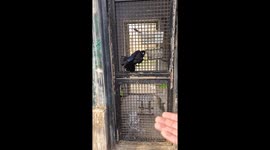 Rook interacts playfully with rescuer inside cage in Hebei, China