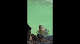 Hungry spotted seals wait for food at ocean park in Tibet, China