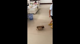 Boy and playful puppy run around living room in Jiangsu, China