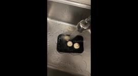 Mushrooms spin rapidly under running water in Jiangsu, China