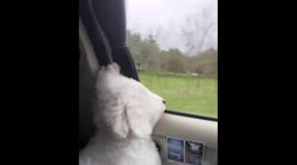 Fluffy dog’s fur hilariously blows wild in the wind during car ride in Fujian, China