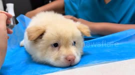 Puppy calmly receives vaccine at veterinarian in Shandong, China