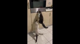 Two mischievous cats open kitchen cabinet in Orsogna, Italy
