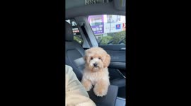 Funny interaction between dog and owner in Shandong, China