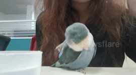 Parrot shows playful resistance with owner in Fujian, China