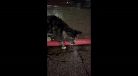 Kitten tries to stop leaking hose with its paws in Jiangsu, China