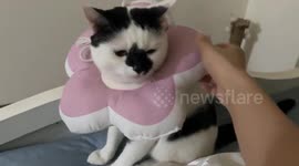 Cat stays unbothered as owner spins flower-shaped collar in Hubei, China