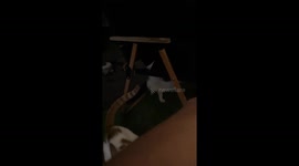 Cat unleashes rapid paw strikes on owner in Guangdong, China