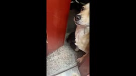 Playful dog eagerly grabs food during feeding time in Shandong, China