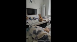 Cat playfully swings toy at owner in Shandong, China