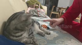 British Shorthair cat plays bell with owner in Shandong, China