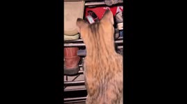 Cat chases and captures a mouse in Guangxi, China