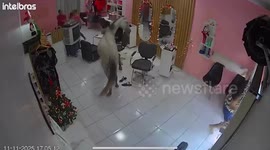 Pony tails, ma'am? Horse sparks chaos when it wanders into hairdresser's salon