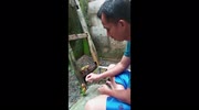 Doting pet owner hand-feeds his parakeets in the garden