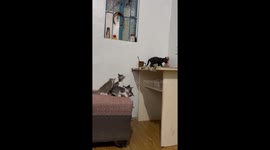 Kitten slips off couch while leaning on table