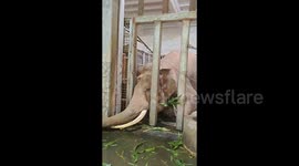 Zoo visitor gets drenched as playful elephant blasts water at tourist filming it eat lunch