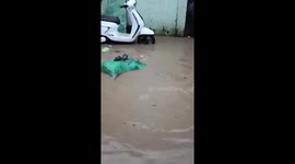 Two rats floating on a garbage sack during flooding in Cebu, Philippines