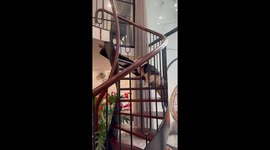 Corgi dog slips while walking upstairs in Hung Yen, Vietnam