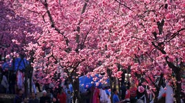 Cherry Blossom Time - Music Video