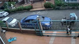 Neighbours return runaway tortoises found wandering outside home