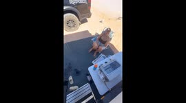 Family surprised as emu joins them while camping in Australia