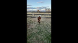 Goat gets head stuck in feed bag in Standish, California, USA