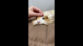 A cute guinea pig lies in a hilariously dramatic pose, looking completely relaxed and unbothered. A sweet, funny moment that instantly makes you smile.