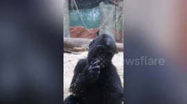 Baby gorilla picks her nose in front of zoo visitors