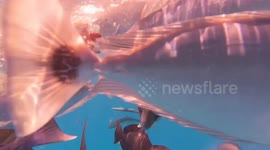 Diver’s camera swallowed by shark gives rare glimpse from inside predator’s mouth