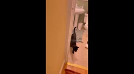 Cat waits as rat clings to bathroom ceiling in Sacramento, California