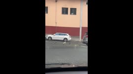 Cat defends meat from three birds in a funny scene in Ourense, Spain