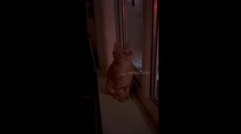 Cat watches fireworks from window in Manchester, UK