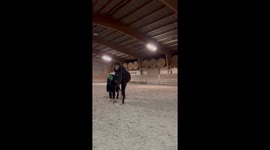Horse spooks unexpectedly while being petted in Grißheim, Germany
