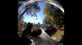 Cane Corso Wants to Come Inside