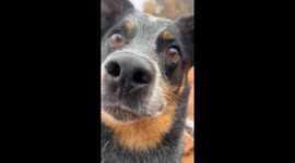 Digging Trenches Gives Pup Wings