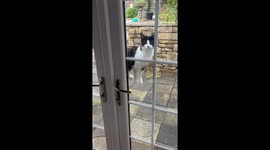 Kitten Balances On Both Door Handles