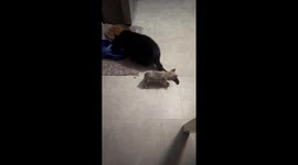 Cat Unbothered By Playful Puppy
