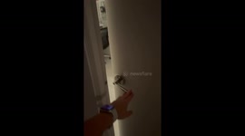 Dog Sits at the Top of a Raised Bed