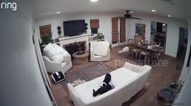 Boston Terriers Tear Up the Couch