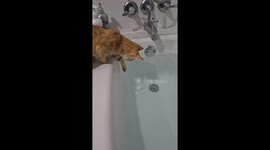 Cat Falls Into Tub