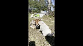 This puppy and baby cow share adorable bond as they both live on farm in Florida