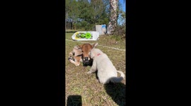 Baby dog licking and grooming baby cow best friends