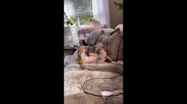 Earl the Squirrel Goofing With Tinker the Dog