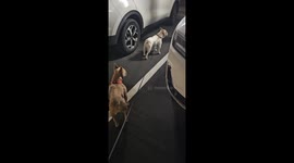 Frenchies Welcome Their Mom Home