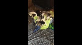 Sleeping Kittens Slowly Wake Up