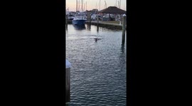 Deer Spotted Swimming in a Marina